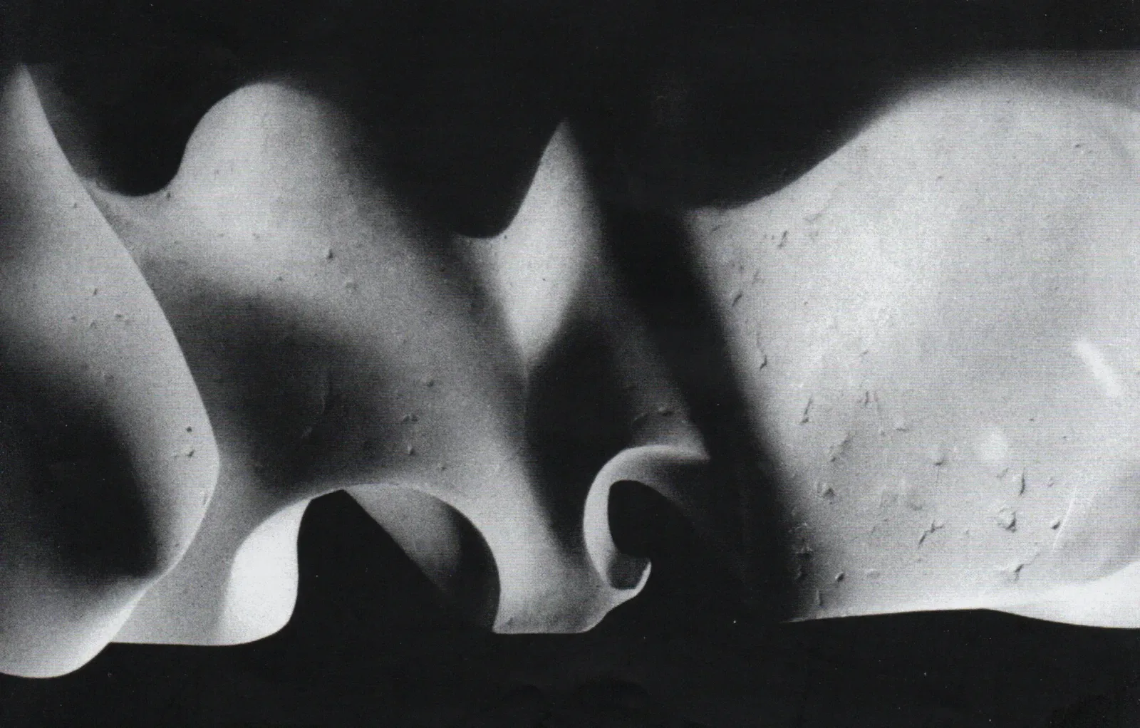 Dettaglio dell’ala nella tavola del catalogo, in bianco e nero: le volute della pietra emergono dal fondo scuro con una luce radente